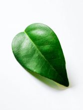 pexels-eusoudanth-31999667